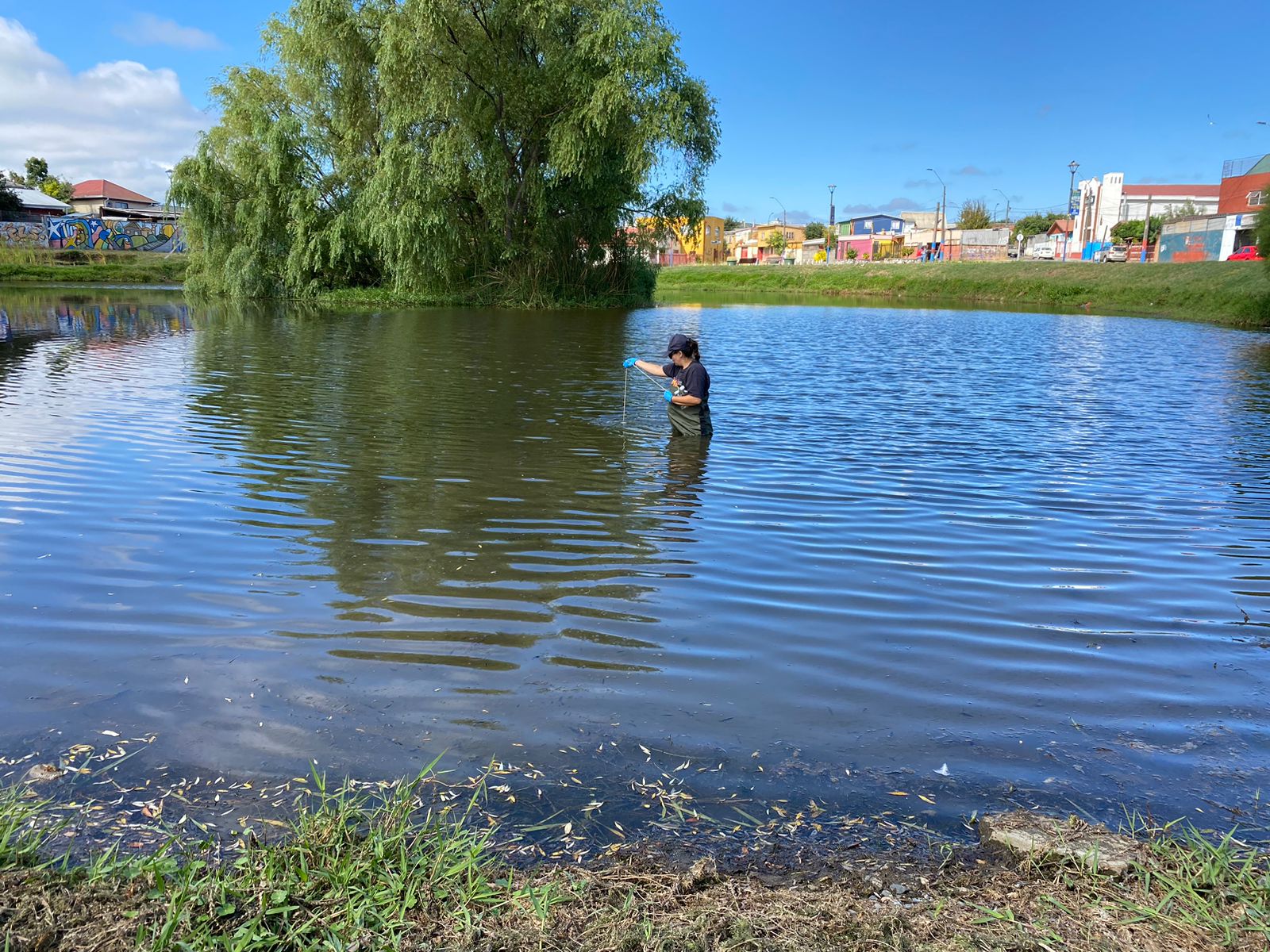 Proyecto adjudicado por investigadora de Centro Bahía Lomas busca restaurar y construir humedales por medio de ingeniería y ciencia ambiental