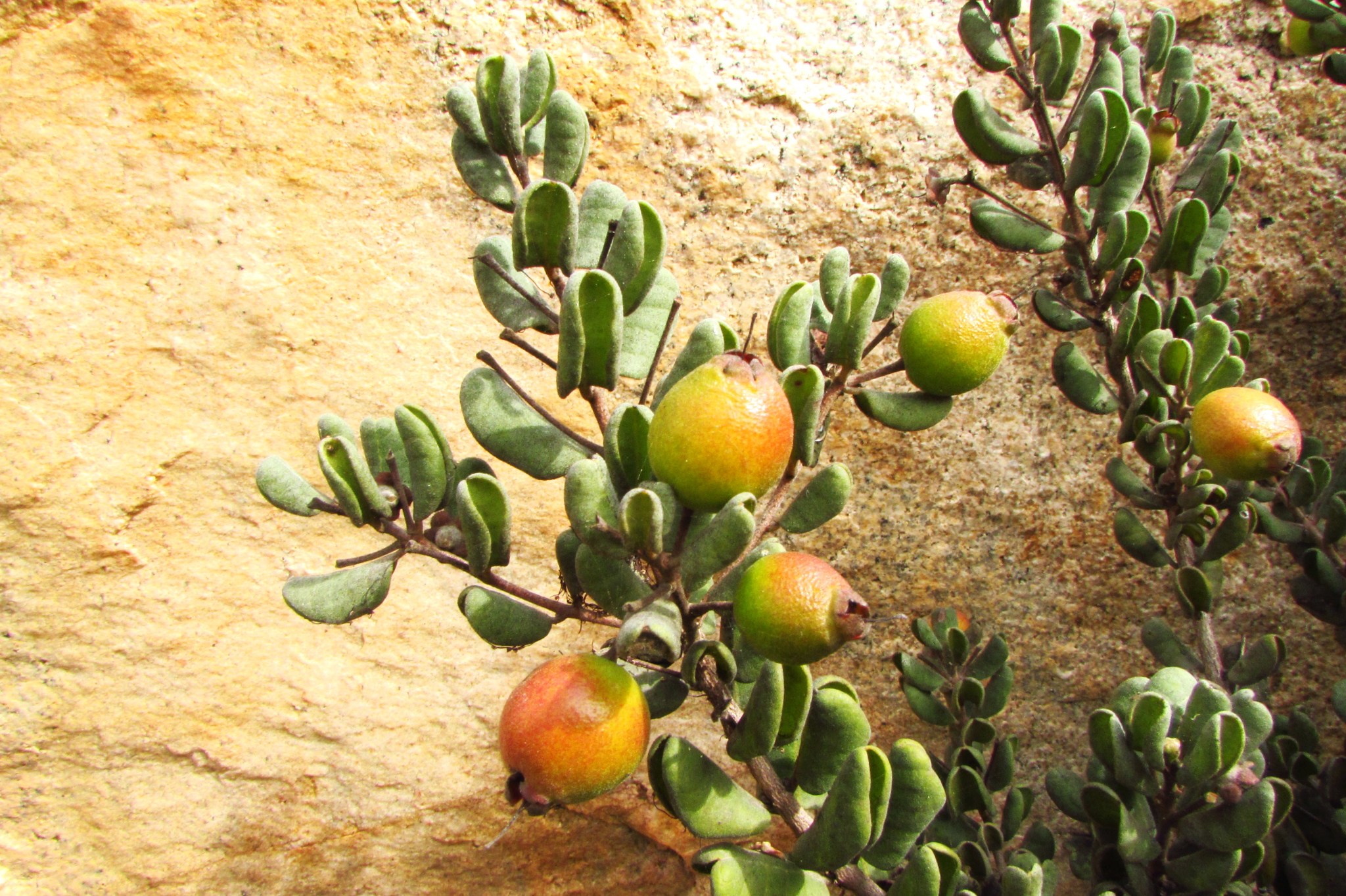 Santo Tomás continúa con trabajo que busca preservar el lucumillo junto a la Seremi de Medio Ambiente